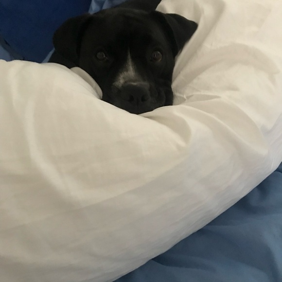 Meet your Posher, Leonel - Picture 3 of 3